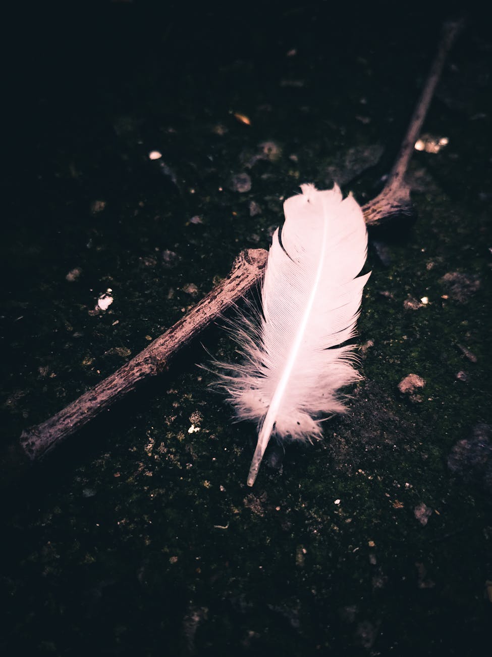 gray feather on tree stem