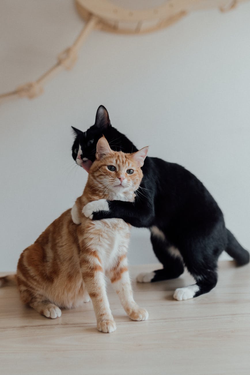 A Cat Owner’s Guide to Litter
& Other Necessities